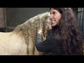 Riding the Traditional Gypsy Cob