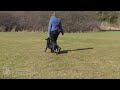 Dog Obedience - starting heelwork