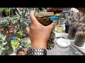 How to grow succulents according to shape Part 2