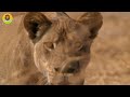 Lion Dynasty: Final Fight of the Lion King (Full Episode) | Nature and Animal Documentaries