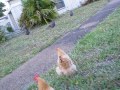 Chickens in the front yard before sundown