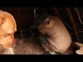 I Built A Viking House Survival Shelter | Bushcraft Project | Wilderness Cabin | Dog | Wood Stove