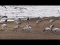 Tranedans /Hornborgasøen/Dansk naturfilm/traner/tranedans/crane/naturvideo/Sverige