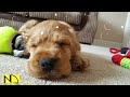 10 Hours of Relaxing Music 💖 Sleep Music, Soft Piano Music & Healing Music ♬ Dog Puppy Pet