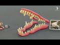 Comparison of the number of teeth in  Monster animals | Bloop vs EI gran Maja