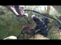Hand Feeding Snowflake Moray Eel - IV