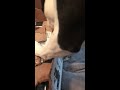 Boston Terrier opens amazon box.