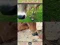 Cow animals lover's #youtube #funny #video