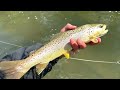 50 Years Fly Fishing Penns Creek