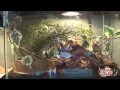How to Setup a Green Tree Frog Enclosure