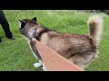 Different ways people react to a Huge Husky in Public