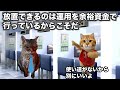 【投信】銀行員時代に学んだ株式暴落時の考え方の話#猫ミーム