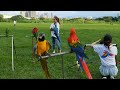 Colorful Macaw Parrots - Stunning Birds in FHD