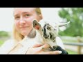 Baby Mini Horses Meet for the First Time | Squirt and George