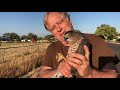 Cooper's Hawk in the Coop