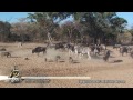 Zebra kicks warthog literally into a spasm and then another warthog also have a go at him!
