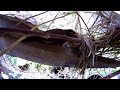 Mother Robin feeds one baby and grabs the other's leg and yanks it upright Robin Nest Cam