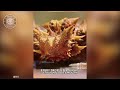 Thorny Devil 🦎 SPIKY Lizard with 2 HEADS! | 1 Mintue Animals