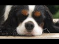 Is a Cavalier King Charles Spaniel the dog for you