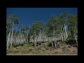 The Pando.   Worlds Largest tree!