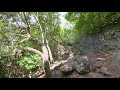 4K Virtual Walk - Walking in the Forest - Hawaiian Kuliouou Ridge Trail - 1.5 HRS