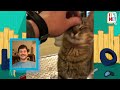 These Cute Kitties Found Families And…Jobs?! | Dodo Kids | It’s Me!