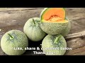 How to grow melons easily with high productivity in plastic containers for beginner