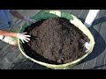 Make Your Own PREMIUM Potting Soil For Half The Cost Of Potting Mix At Big Box Stores!