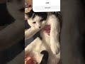 cat thats not getting forced #ytshorts #memes #youtubeshorts #cat