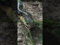 Circle of Life: Garter Snake (eating a frog)