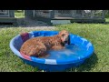 Moose Enjoys the Baby Pool