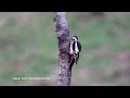 Sparrowhawks & Friends