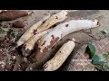 The fourth herd of wild boar was born. Wild boar give birth. Green forest life (ep253)