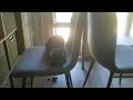 Musical Chairs, the cat version!  Guess who wins, Via the cat or Sasha the kitn?
