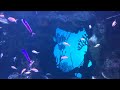 Georgia Aquarium Tour | The Largest Aquarium In The US & 4th Largest In The World!