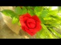 #shorts Rose Flower 🌹 || ரோஜா பூ || WhatsApp Status