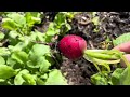 Tour of my Vegetable Garden February 2024. Organic Gardening Zone 9 10