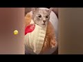 FUNNIEST CAT AND DOG VIDEOS 2023 #26