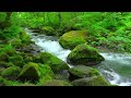 Clear stream in the middle of the forest - Relax With The Sound Of The Stream