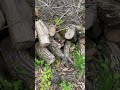 This Tree Does NOT Want To Die -  May 04 2023