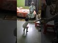 Playing with GrandPapa