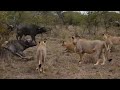 What Happens When The Most Powerful Predators Confront Each Other? Lion Vs Python and Crocodile