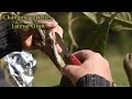 Best Grafting Techniques | WHICH Grafting Technique should I CHOOSE, when grafting fruit trees?