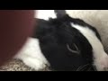 ¡ Dutch Bunny Rabbit Vs.  Broom Epic Fight (Battle Royale) - Broom Action Cam !