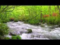 Forest Stream Sounds and Birds Singing for Stress Relief & Relaxation