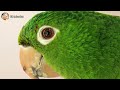 Relaxing Parrot Music | Parrot Relaxing Video | Parrot Sound | Parrot Talking | Parrot Voice | Calm