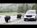 Baby Bison Calf Parade at Yellowstone