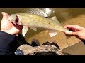 Wisconsin Post-Spawn Walleye Fishing 2024