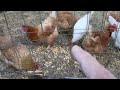 Raising Chickens in Florida 🔔