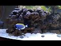 New Additions: Yellow Tang and Mocha Ocellaris Clownfish